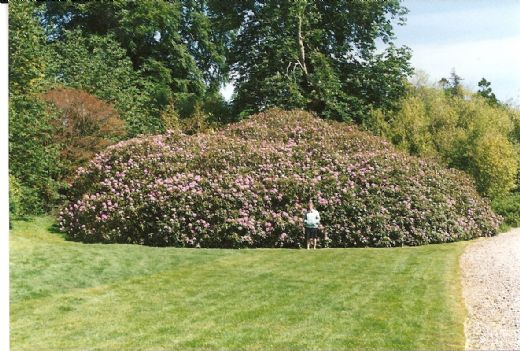 Fruen foran den største Rhodedendron vi så på vores tur